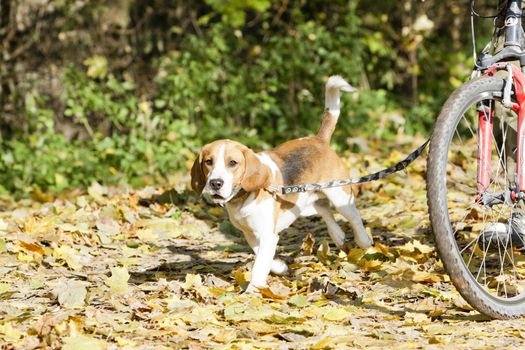 dog on dog leash