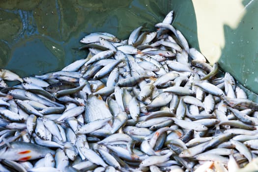harvesting pond