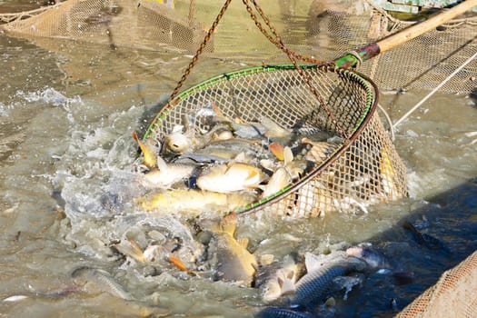 harvesting pond