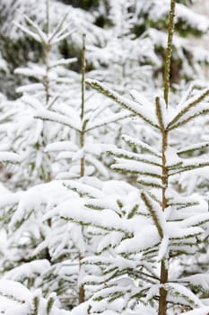 winter trees