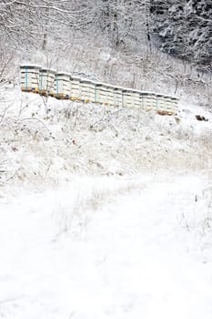 beehives in winter
