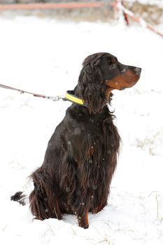 sitting hunting dog