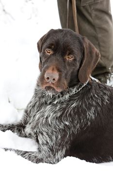 lying hunting dog
