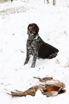 hunting dog with a catch