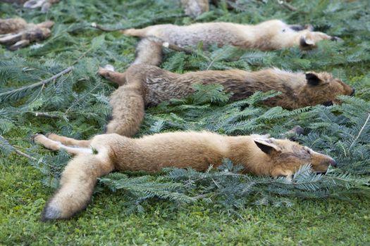 dead foxes