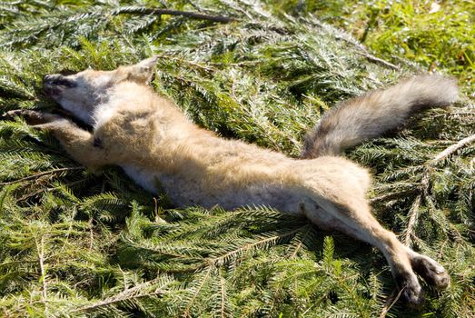 dead fox