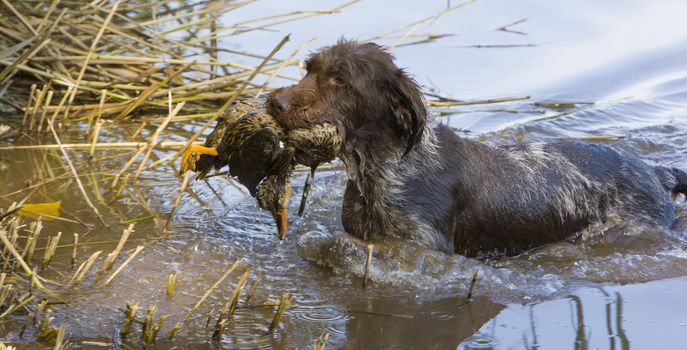 hunting dog with a catch