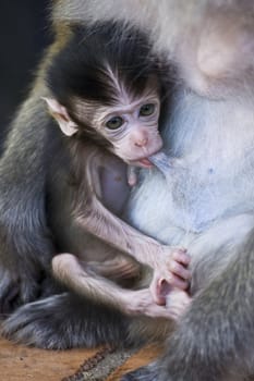 Cute little baby monkey drinking