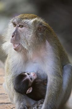 Baby long-tailed macaque being breastfed by its mother
