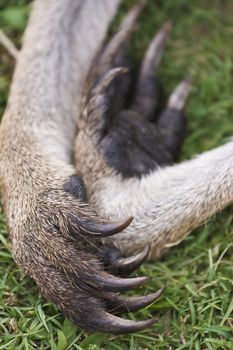 Close up of the paws or claws of a real Kangaroo