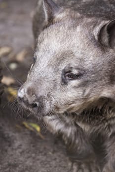 A hairy nosed wombat enjoying his day in Australia