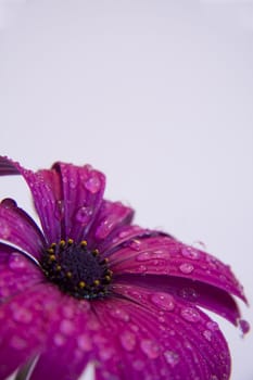purple flower with waterdrops