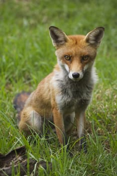 Red fox posing for a portrait on a summers day