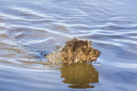 hunting dog in pond