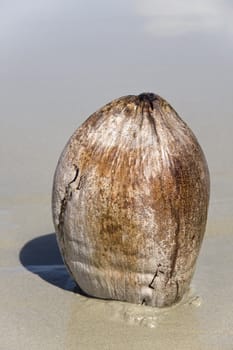 Closeup of a coconut at Port Douglas Beach, Queensland, Australia