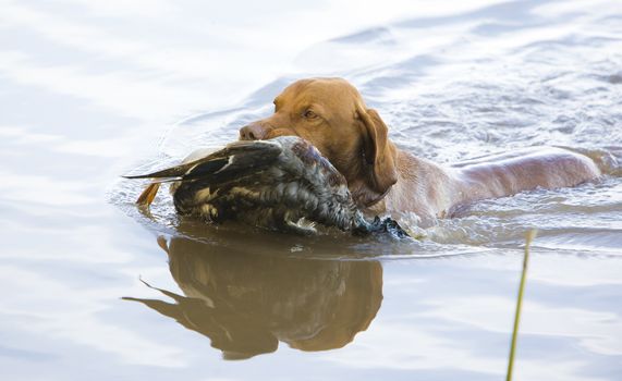 hunting dog with a catch