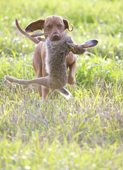hunting dog with a catch