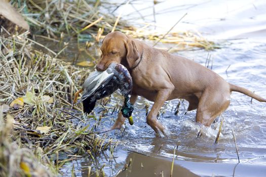 hunting dog with a catch