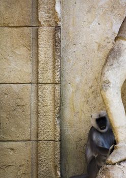 A white-cheeked Gibbon hiding behind a statue