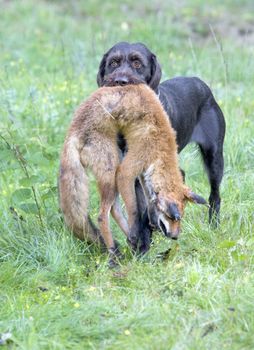 hunting dog with a catch