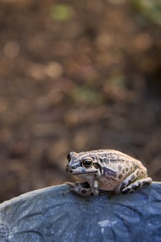 frog found near the shore of Herdsman Lake, Wembley, Western Australia