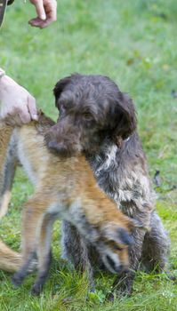 hunting dog with a catch