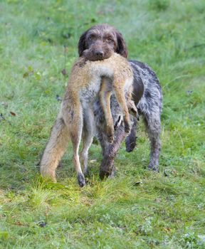 hunting dog with a catch