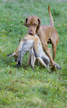 hunting dog with a catch