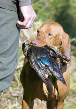 hunting dog with a catch