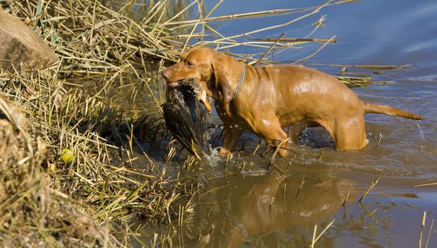 hunting dog with a catch