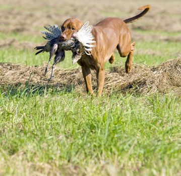 hunting dog with a catch