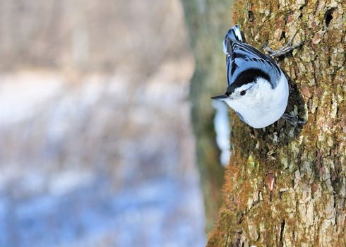 A nuthatch perched on the side of a tree trunk.