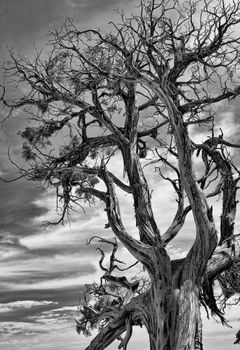 Black and White Picture of Dead Tree with Dramatic Sky in the Background.