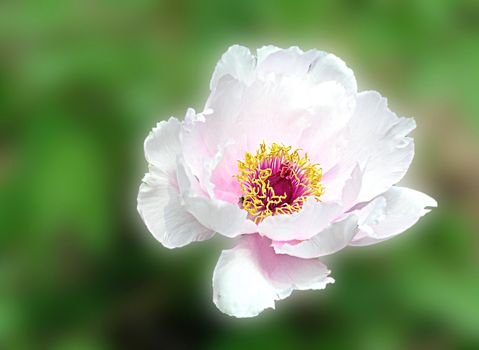 Peony garden in full bloom