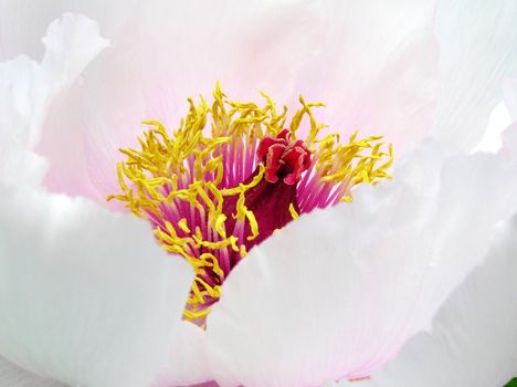 Peony garden in full bloom