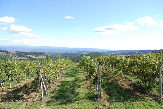 Topycal Tuscan landscape with hills, vineyards, cypresses during the autumn