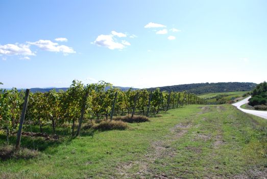 Topycal Tuscan landscape with hills, vineyards, cypresses during the autumn