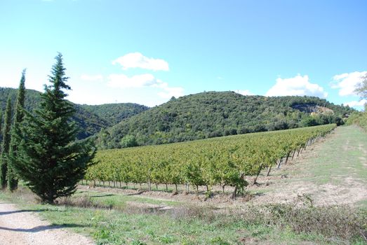 Topycal Tuscan landscape with hills, vineyards, cypresses during the autumn