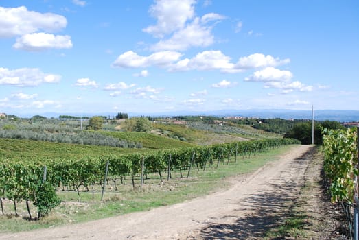 Topycal Tuscan landscape with hills, vineyards, cypresses during the autumn