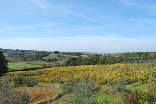 Topycal Tuscan landscape with hills, vineyards, cypresses during the autumn