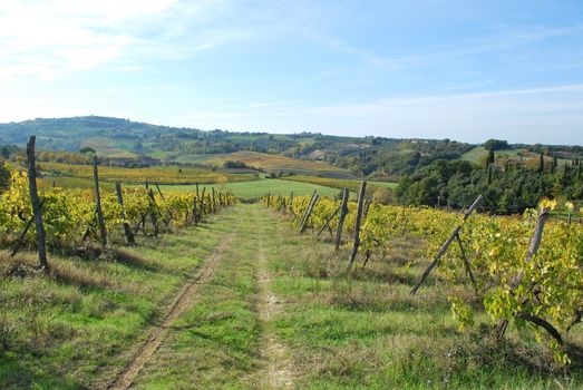 Topycal Tuscan landscape with hills, vineyards, cypresses during the autumn