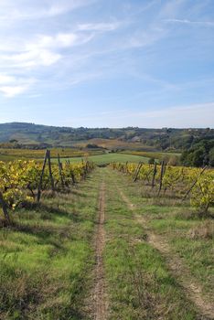 Topycal Tuscan landscape with hills, vineyards, cypresses during the autumn