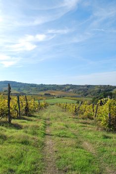 Topycal Tuscan landscape with hills, vineyards, cypresses during the autumn