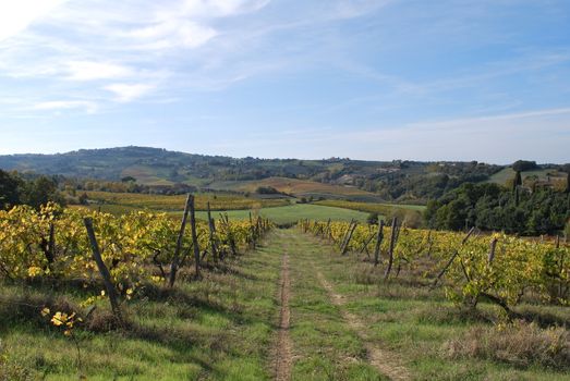 Topycal Tuscan landscape with hills, vineyards, cypresses during the autumn