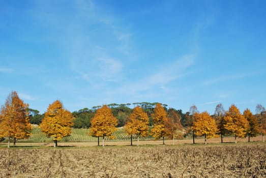 Topycal Tuscan landscape with hills, vineyards, cypresses during the autumn