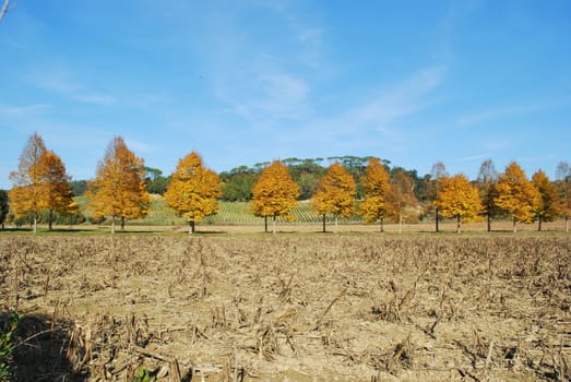 Topycal Tuscan landscape with hills, vineyards, cypresses during the autumn