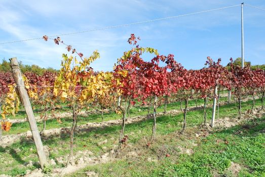 Topycal Tuscan landscape with hills, vineyards, cypresses during the autumn