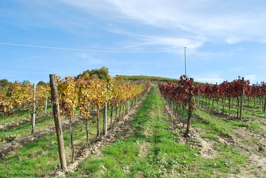 Topycal Tuscan landscape with hills, vineyards, cypresses during the autumn