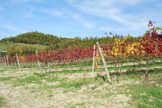 Topycal Tuscan landscape with hills, vineyards, cypresses during the autumn