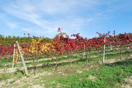 Topycal Tuscan landscape with hills, vineyards, cypresses during the autumn